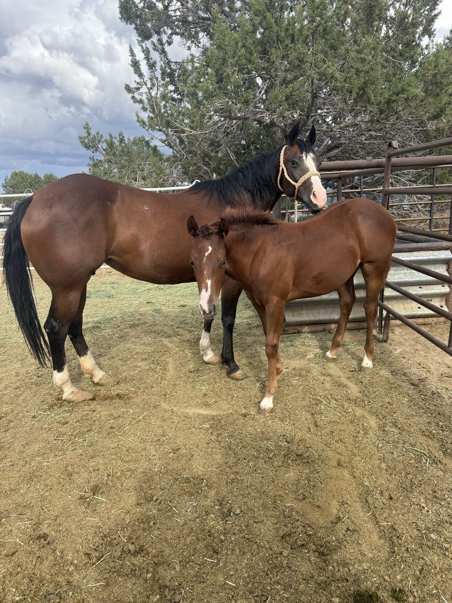 3 in 1 AQHA 10 yr old Mare