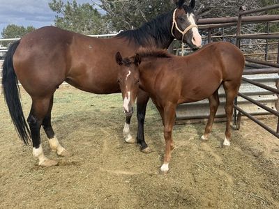 3 in 1 AQHA 10 yr old Mare
