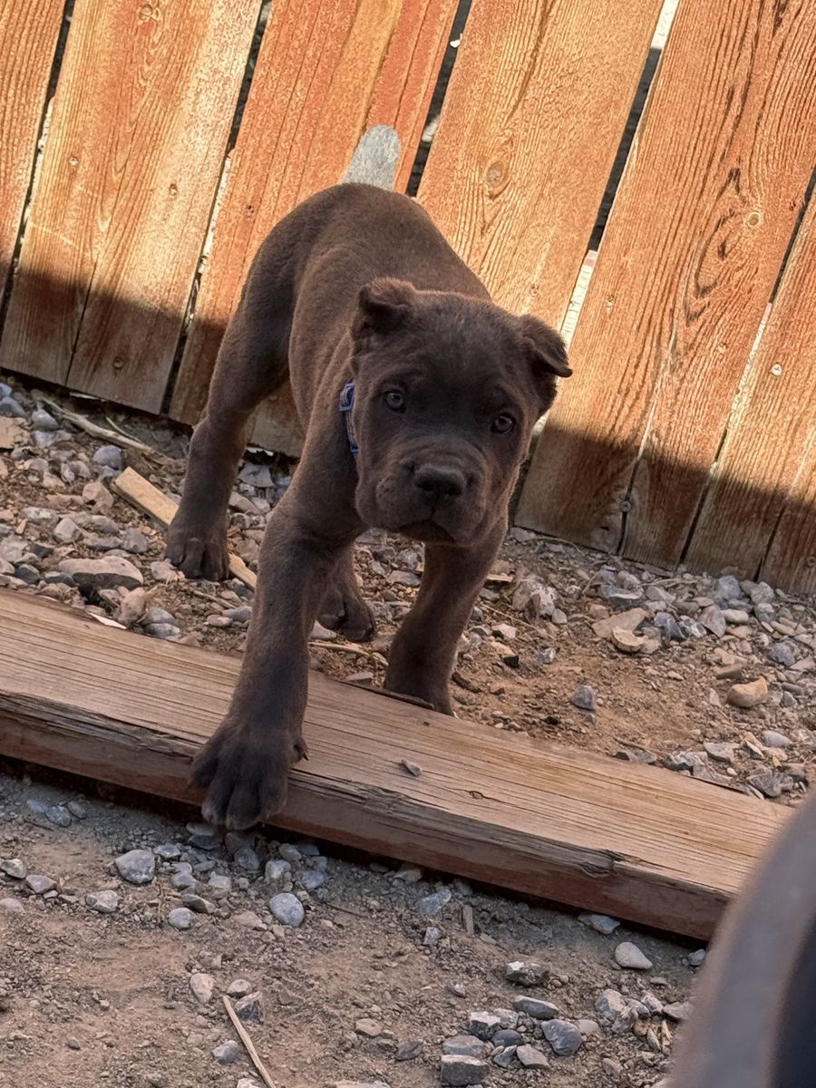 Male Akc registered Cane Corso puppies