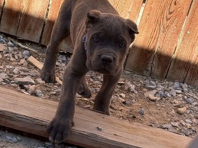 Male Akc registered Cane Corso puppies
