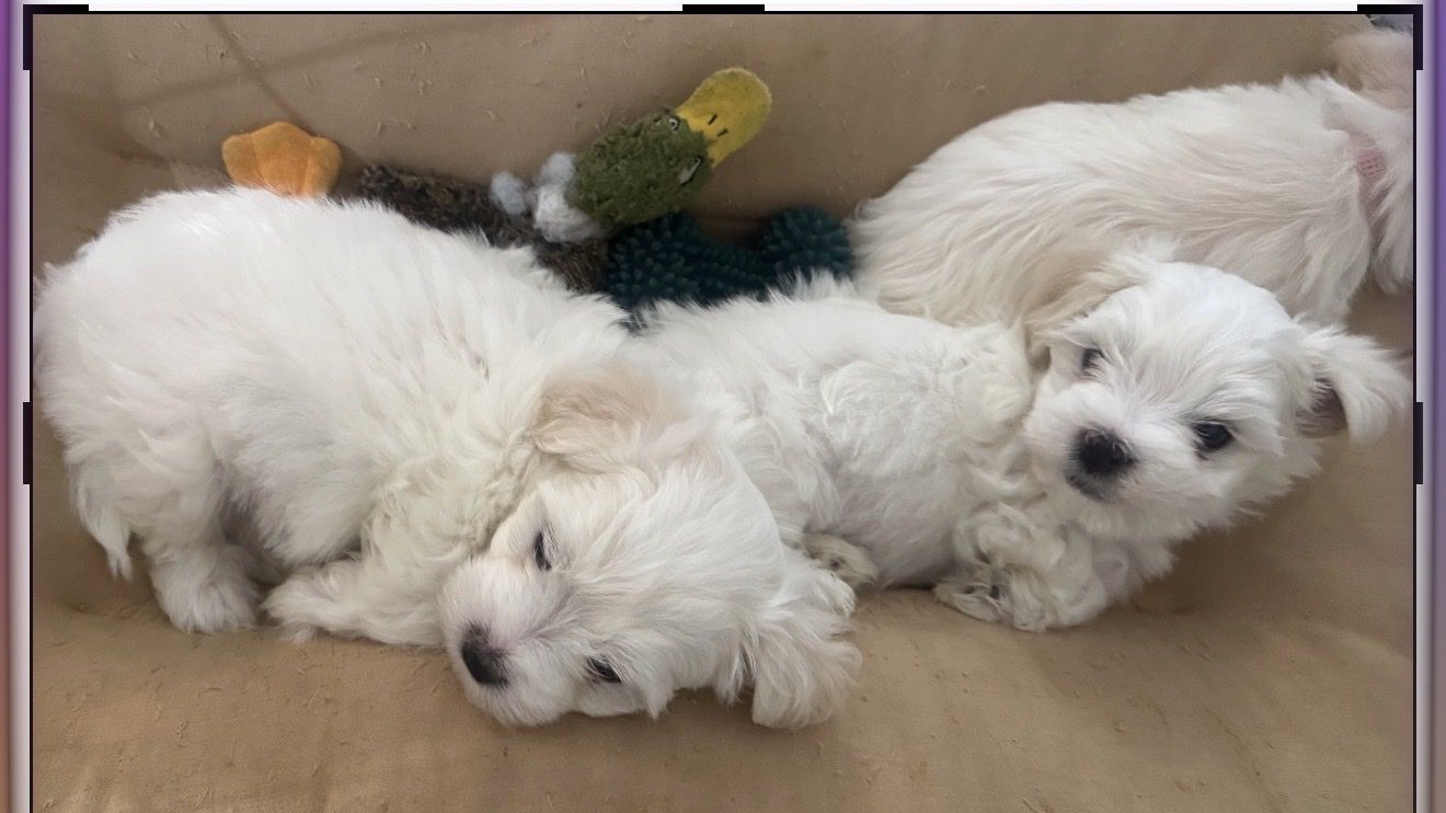 Maltese for Sale