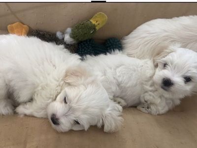 Maltese for Sale
