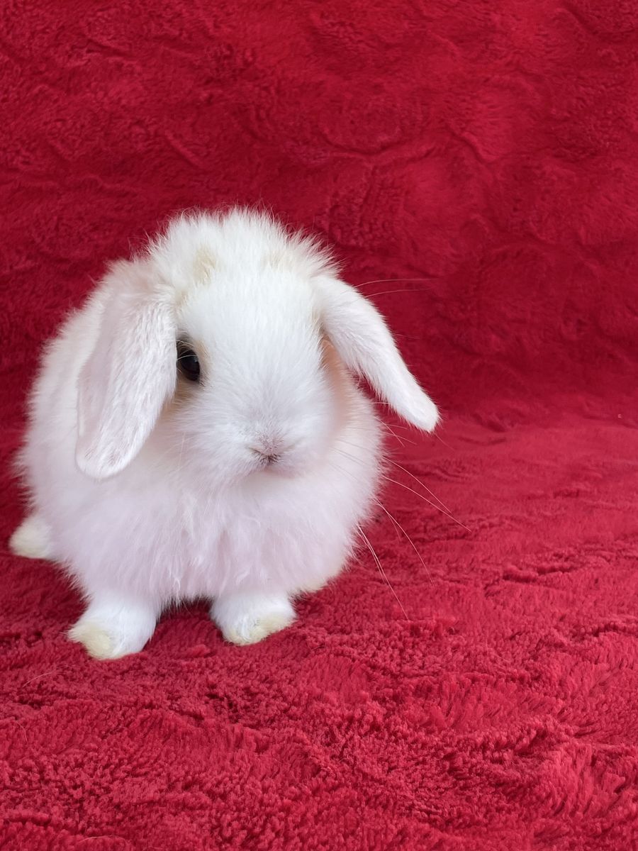 Tri-Colored Holland Lop Buck