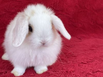 Tri-Colored Holland Lop Buck