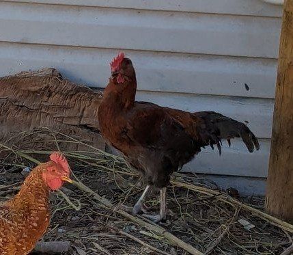 Assorted Backyards Roosters