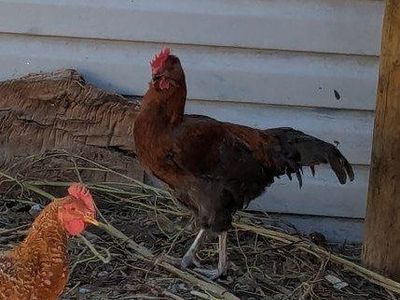 Assorted Backyards Roosters