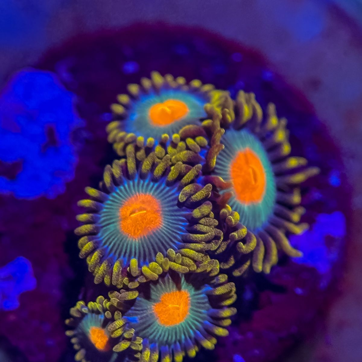 Main image 4