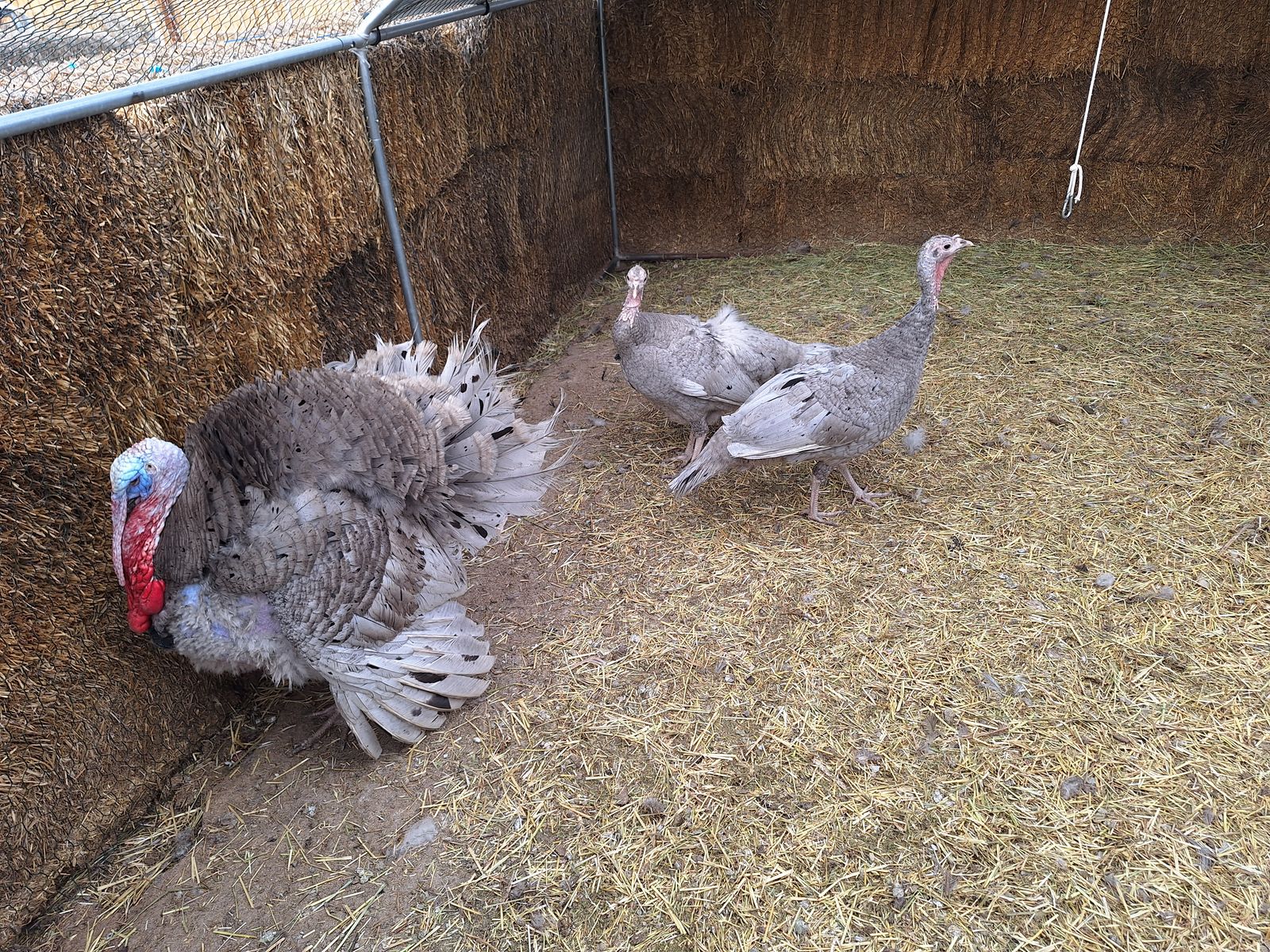 Blue Slate Heritage Breed Turkeys