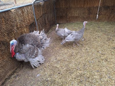 Blue Slate Heritage Breed Turkeys