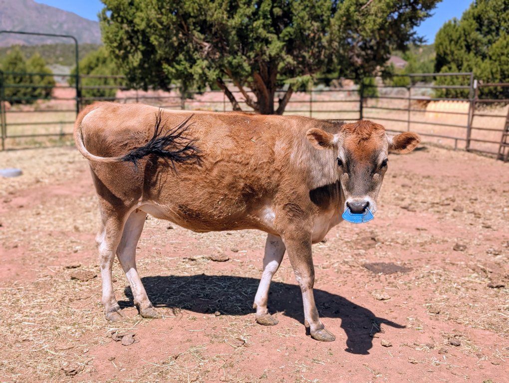 A2A2 Jersey Heifer