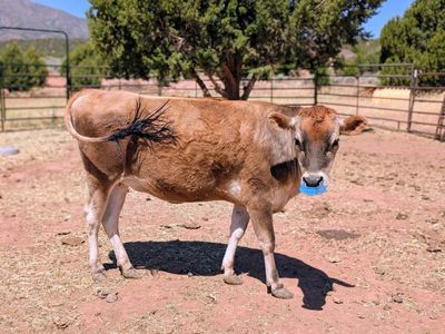 A2A2 Jersey Heifer