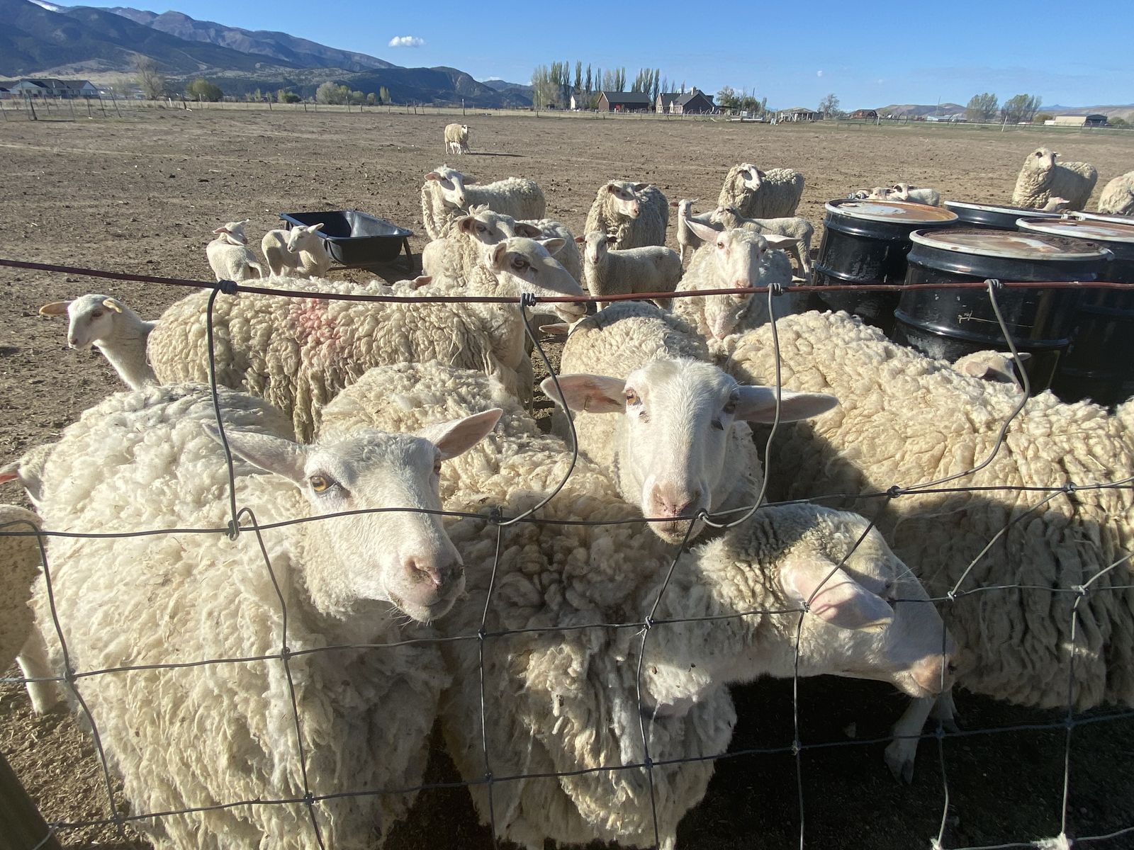 East Friesian Milk Sheep