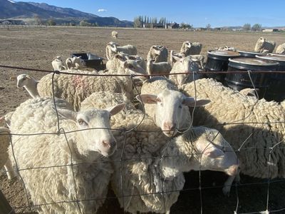 East Friesian Milk Sheep