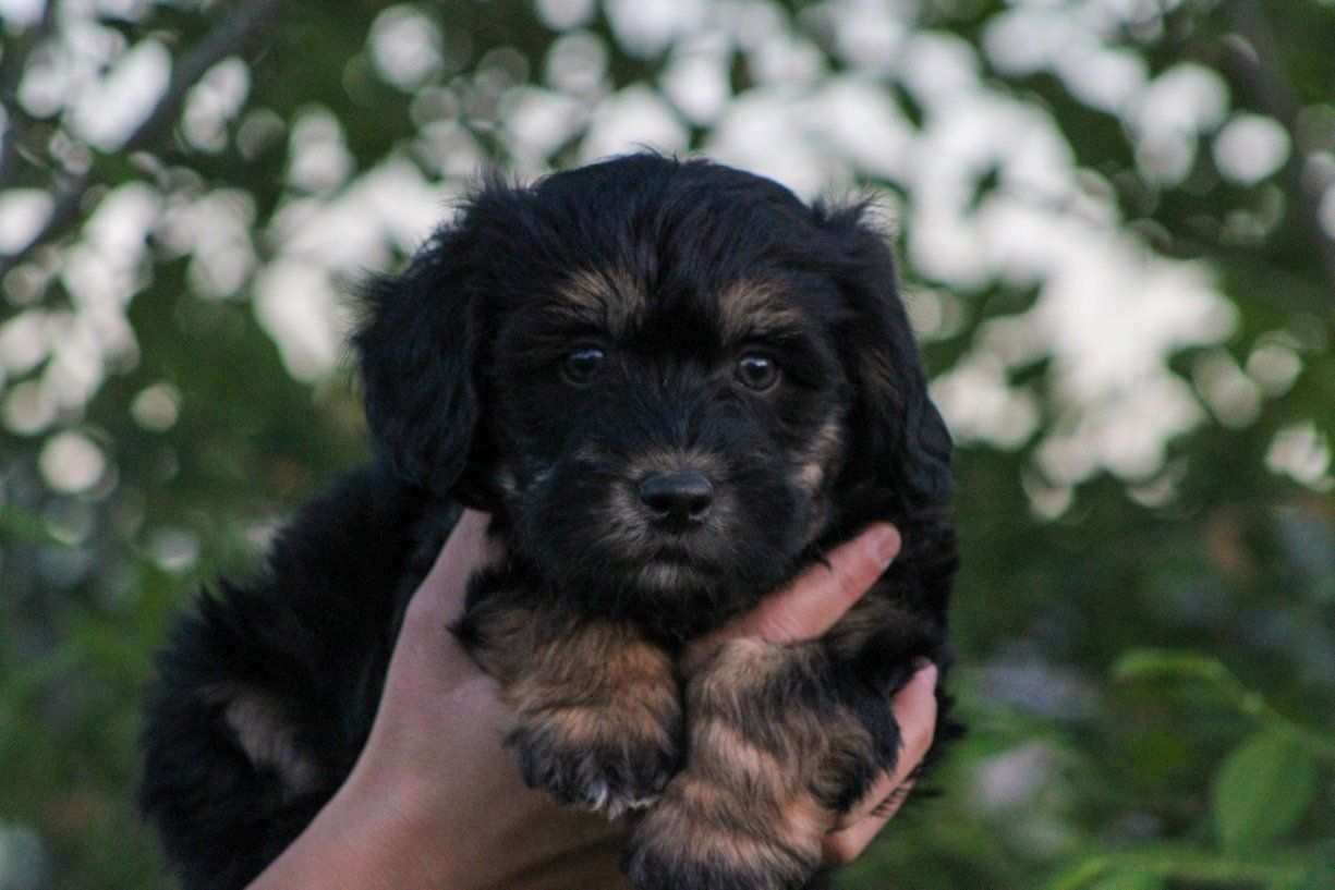 Adorable Aussiedoodle Puppies - Ready for Their Forever Homes!