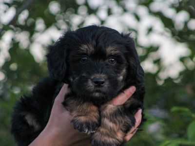Adorable Aussiedoodle Puppies - Ready for Their Forever Homes!