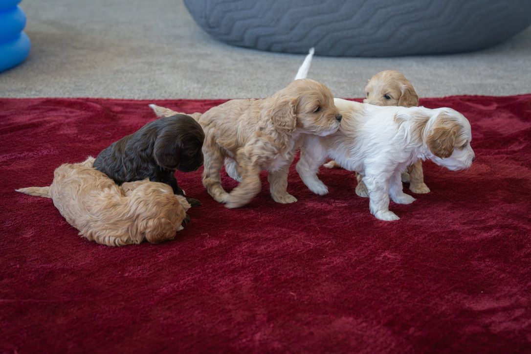 Adorable F1B Cavapoo Puppies