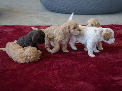 Adorable F1B Cavapoo Puppies