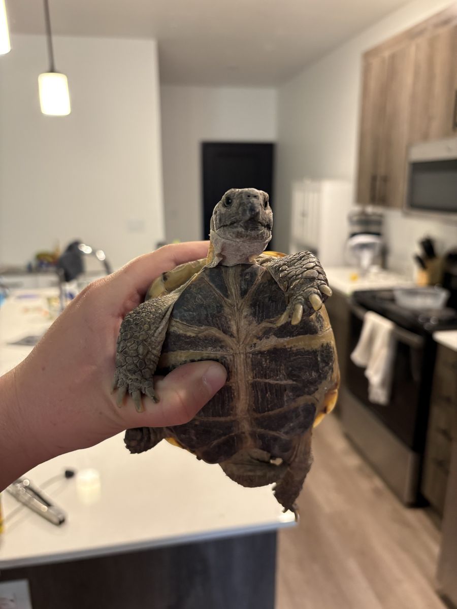 3 Year Old Russian Tortoise