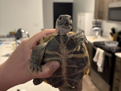 3 Year Old Russian Tortoise