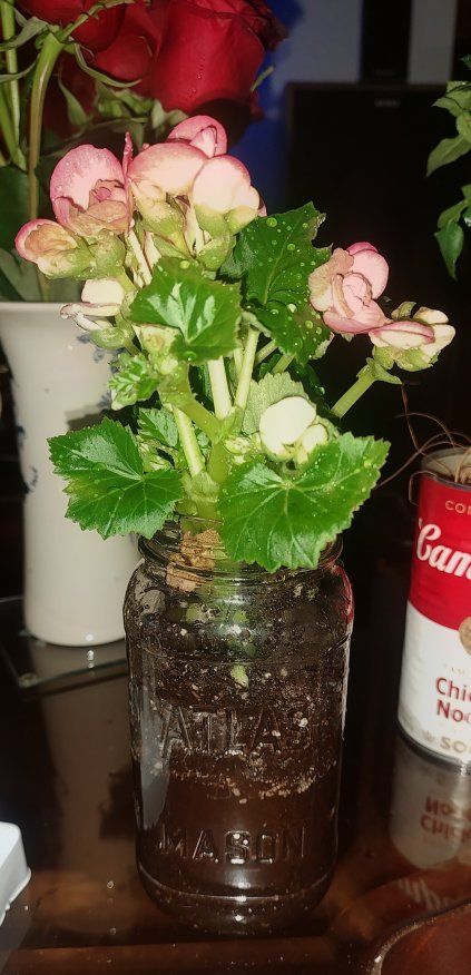 Pink Flowering Begonia Plant in Atlas Mason Jar
