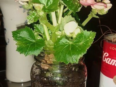 Pink Flowering Begonia Plant in Atlas Mason Jar