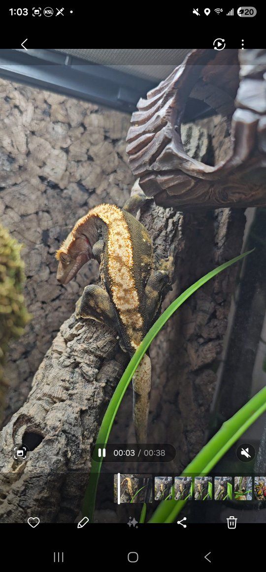 MALE -Crested Gecko with Established Natural Enclo