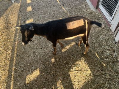 Nigerian Dwarf Doe In Milk