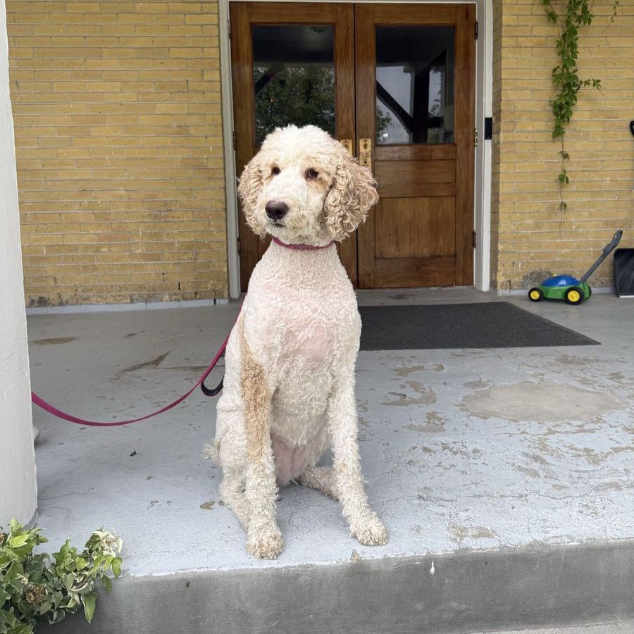 Female AKC Registered Standard Poodle