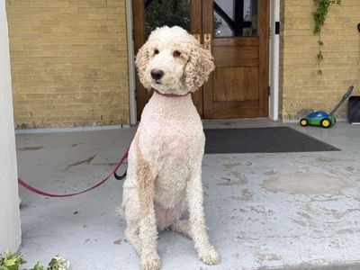 Female AKC Registered Standard Poodle