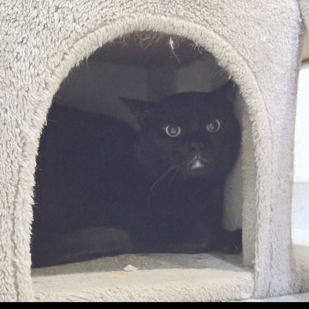 Hello my name is Blizzard