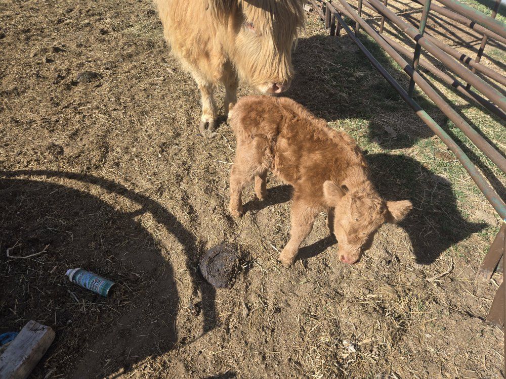 Scottish highlander (bull calf)