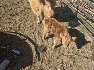 Scottish highlander (bull calf)