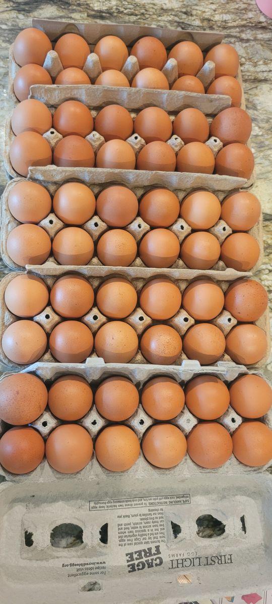 Jumbo & X-Large, Free-Range, Amazingly Tasty and Healthy Brown Eggs