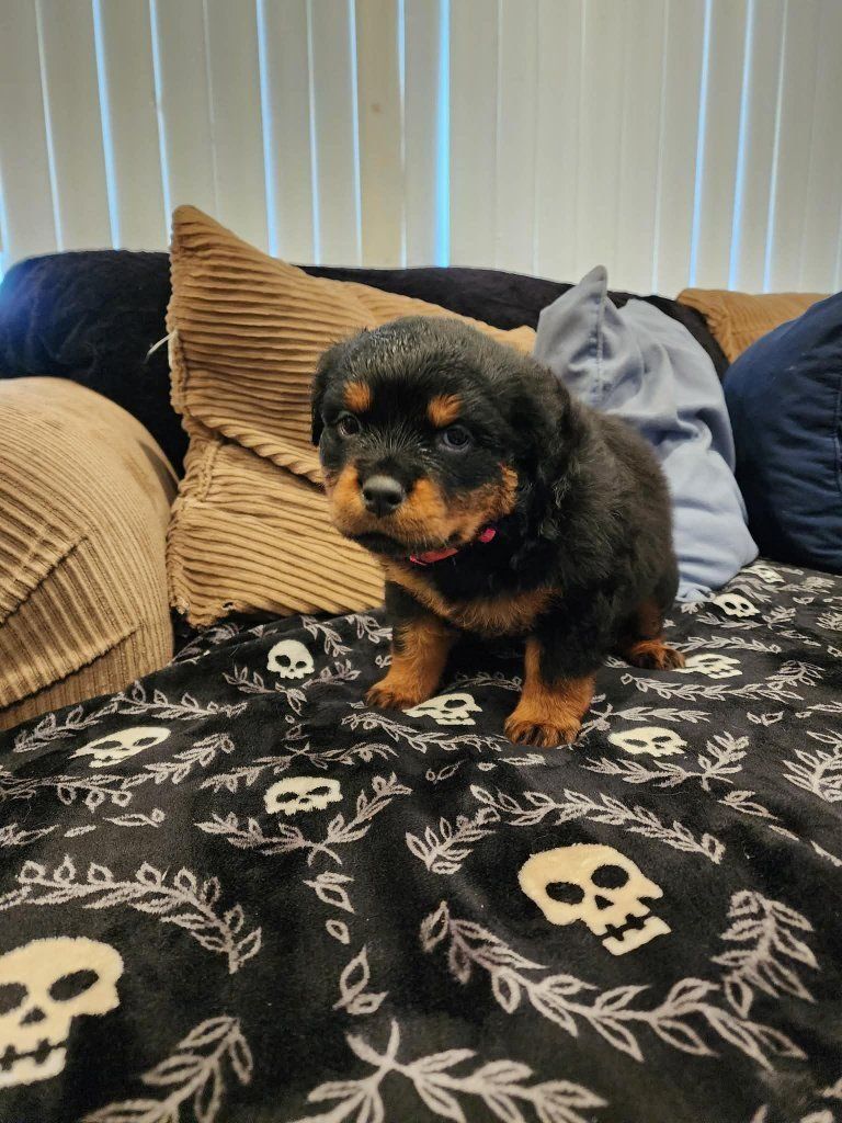 Rottweiler Puppies