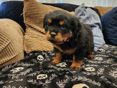 Rottweiler Puppies