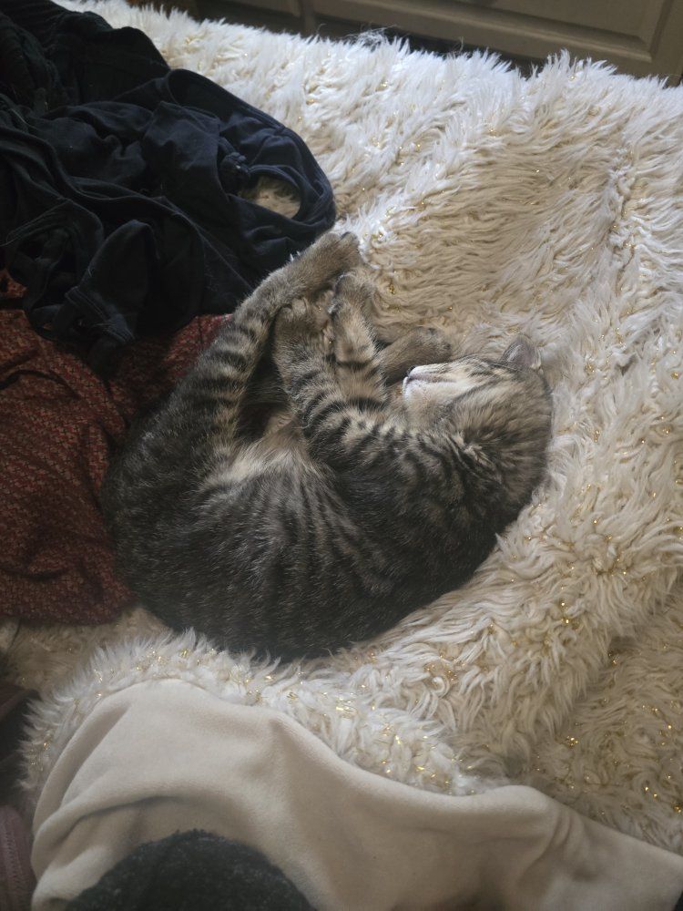 Disabled kitten needs the perfect home