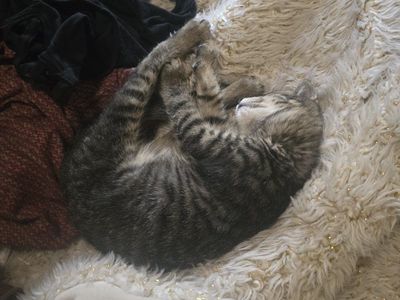 Disabled kitten needs the perfect home