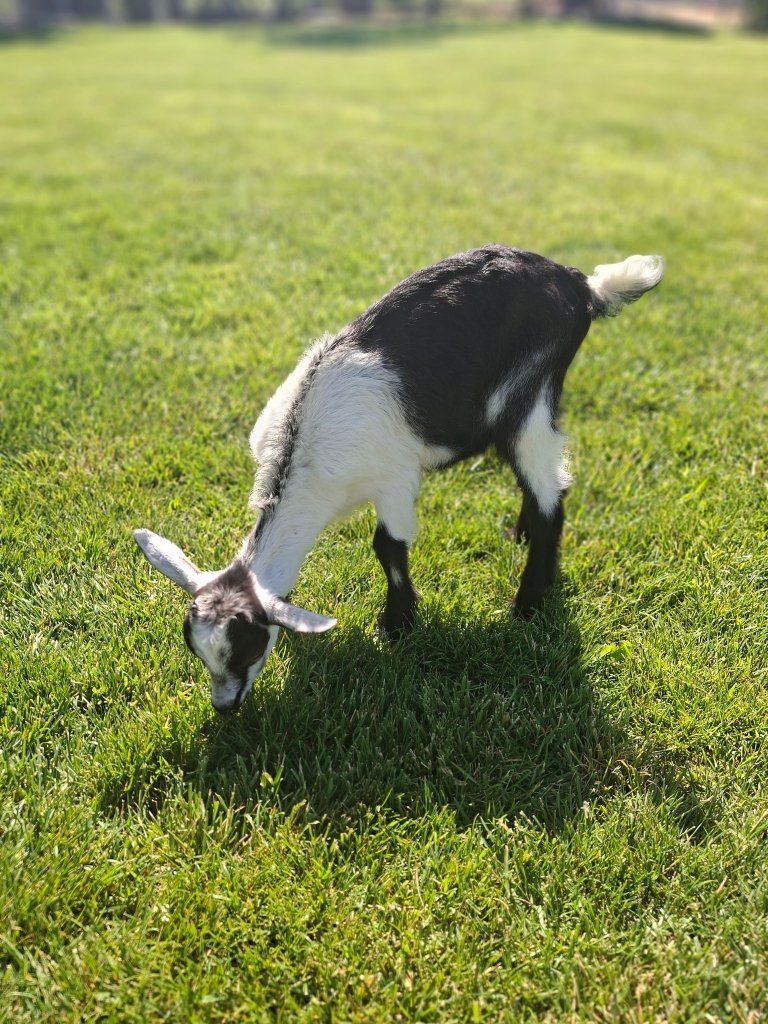 Goats for sale!