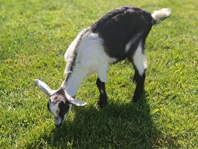 Goats for sale!