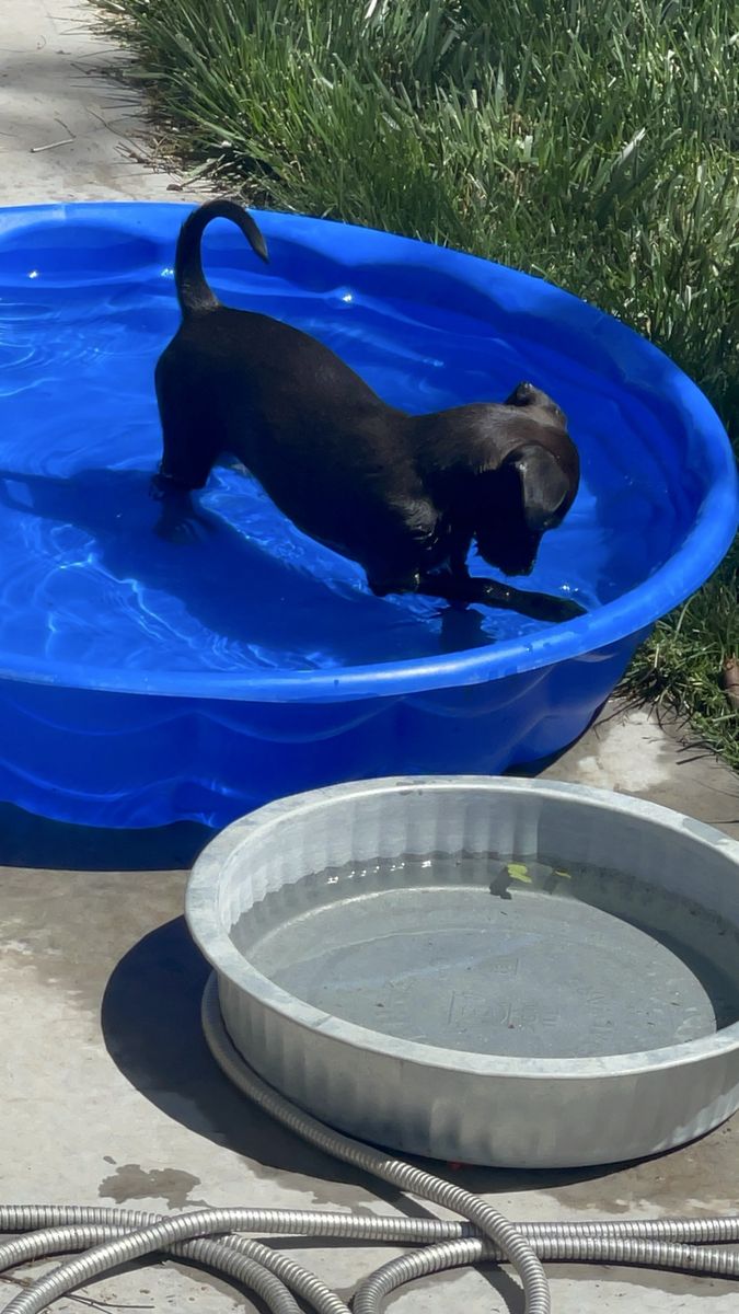 Adorable Chorkie Puppy (Chihuahua/Yorkie Mix) - Female, Black, Up-to-date Shots