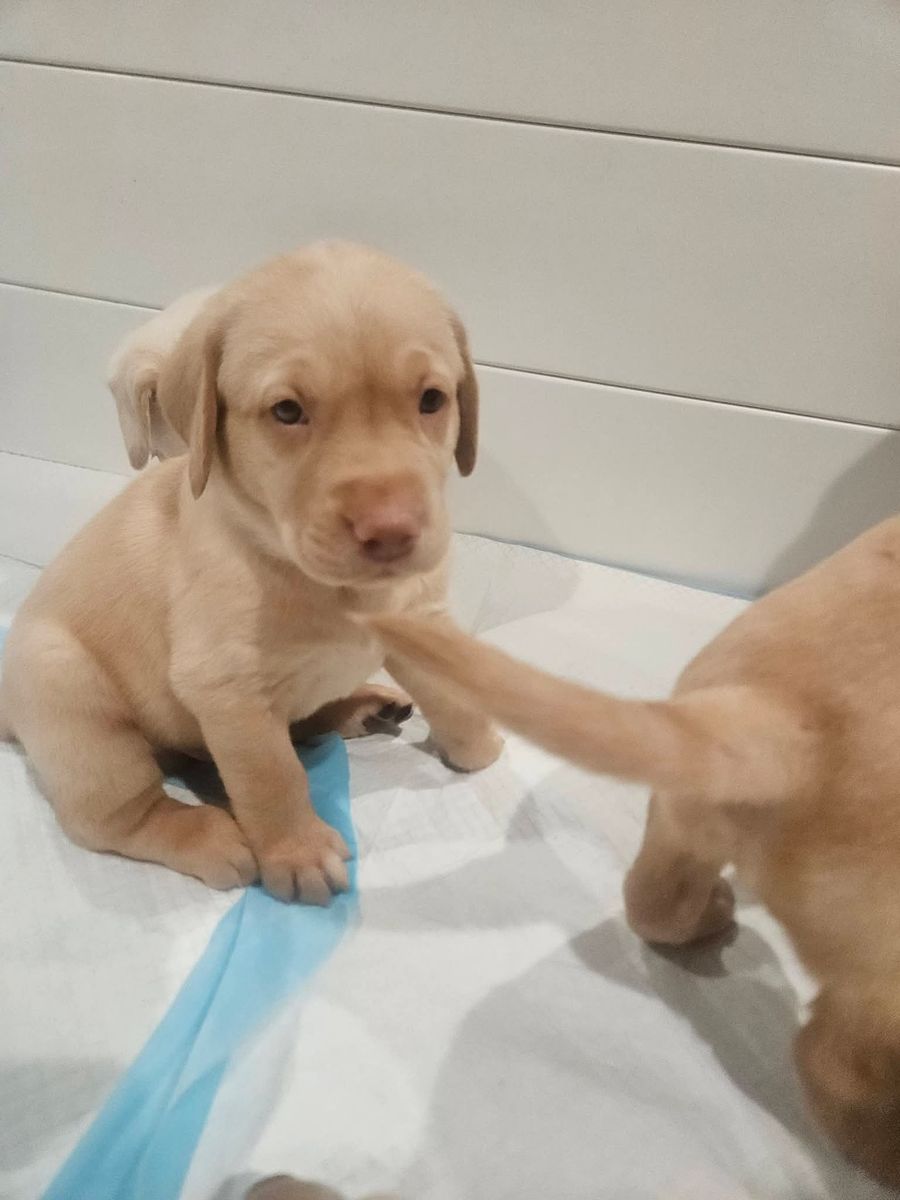 AKC yellow labs