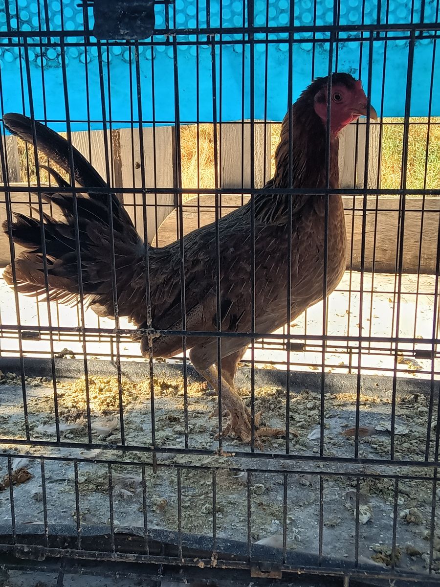 Gamefowl hens