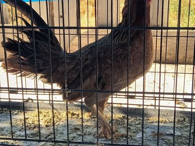 Gamefowl hens
