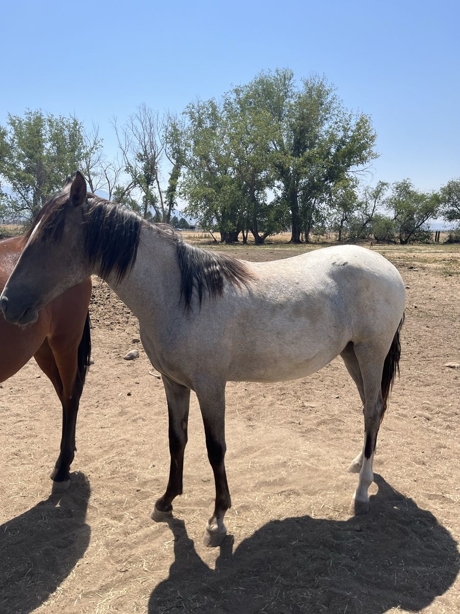 Peruvian Paso X mangalarga marchador