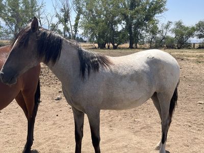 Peruvian Paso X mangalarga marchador