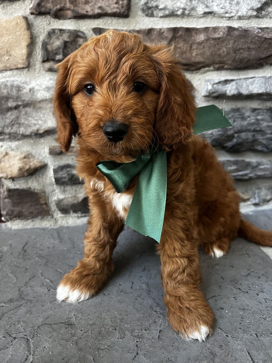 Gorgeous F1b Petite Goldendoodle puppy!