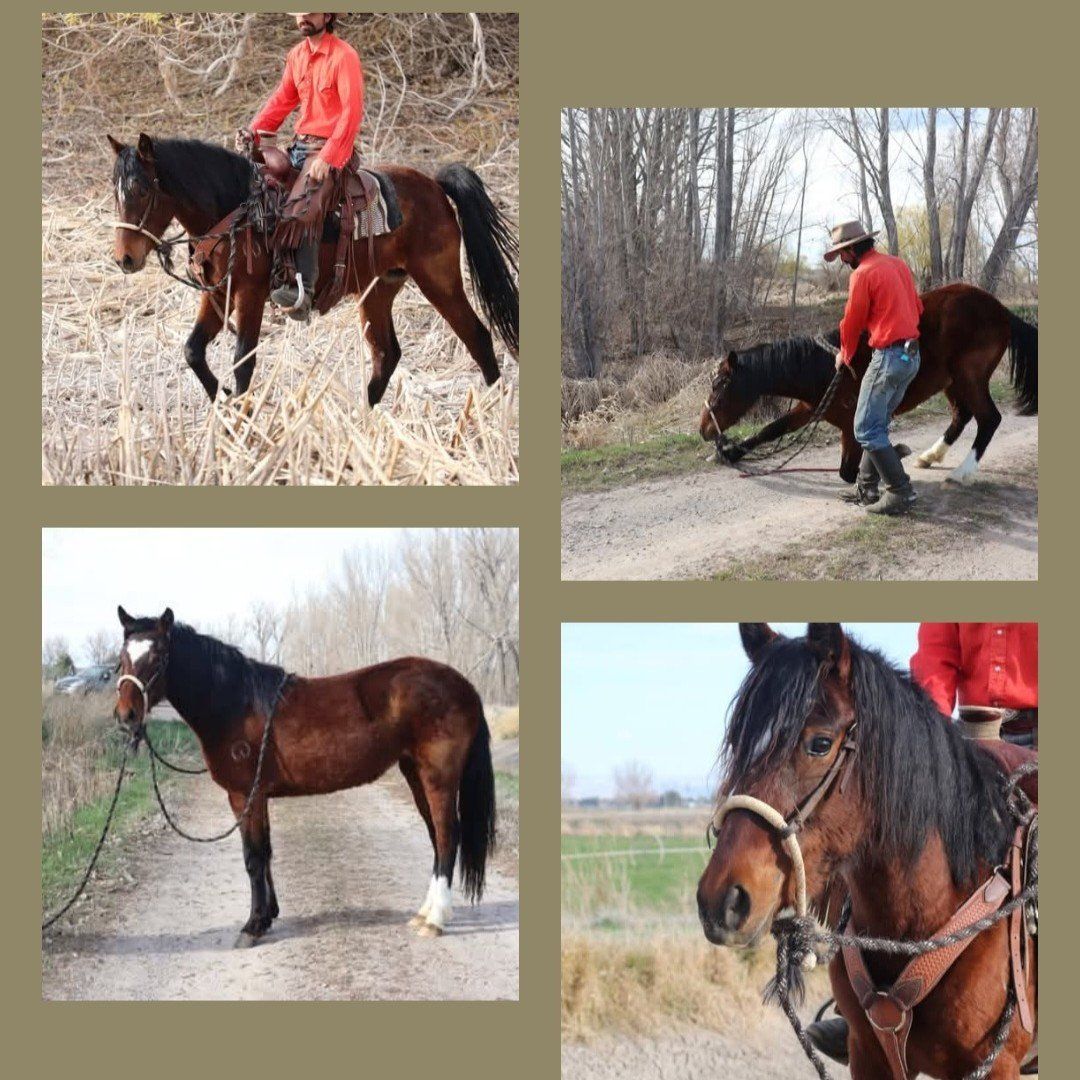 Valantine 2 year old filly