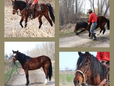 Valantine 2 year old filly