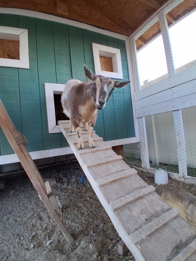 3 Nigerian Dwarf Females 2 years old