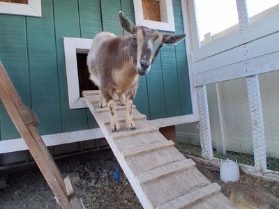 3 Nigerian Dwarf Females 2 years old